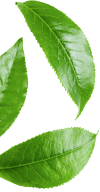 banner_shape01