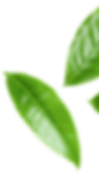 banner_shape02